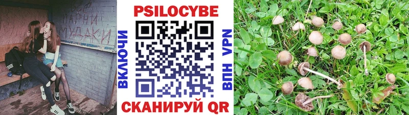 Псилоцибиновые грибы Psilocybe Алейск